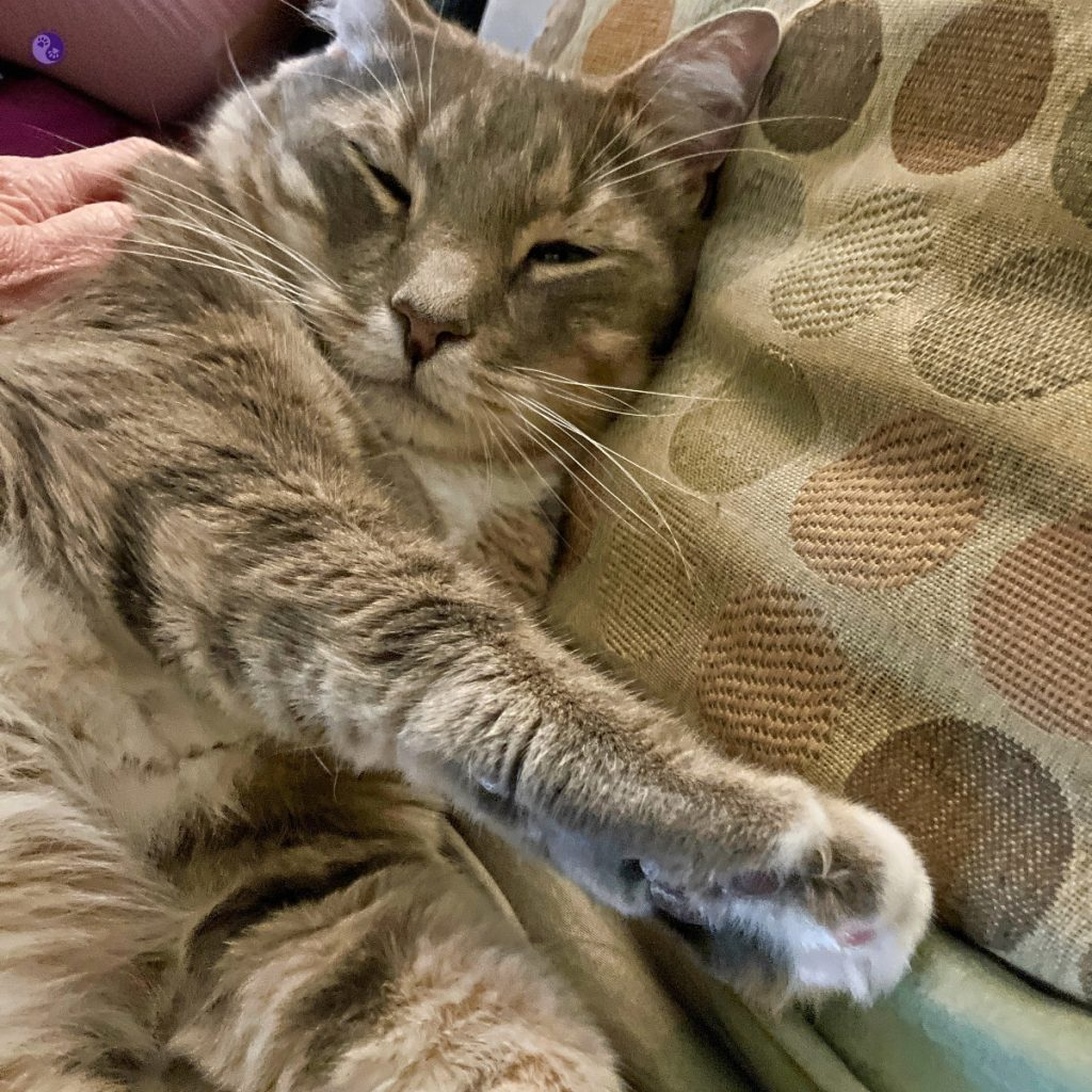 En avslappnad grårandig katt vilar nöjt på en kudde, vilket symboliserar vikten av återhämtning och lugn.